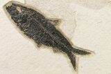 Two Detailed Fossil Fish (Knightia) - Wyoming #163440-2